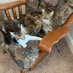 binx-and-sitka