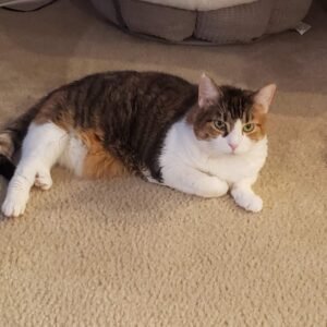 kitty-0127
