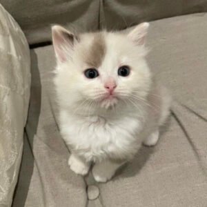 kittygohere_21