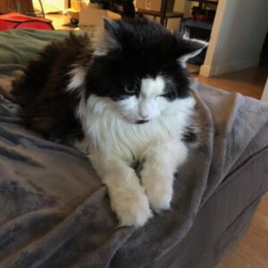kittygohere_gallery_img_1