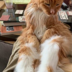 kittygohere_gallery_img_5