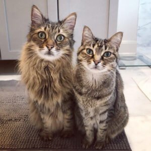 kittygohere_img_dec2022
