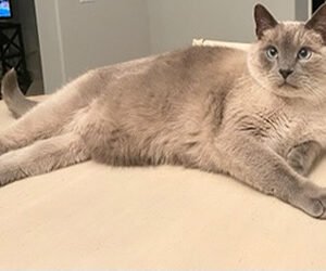 kittygohere_panda
