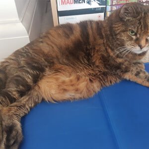 sweetgirl_cat_kittygohere_1